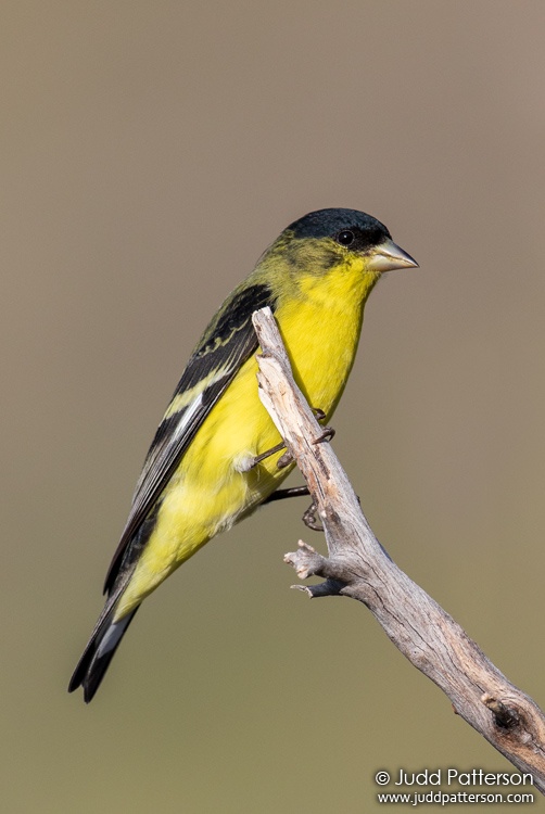Lesser Goldfinch, Ash Canyon Bed & Breakfast, Arizona, United States